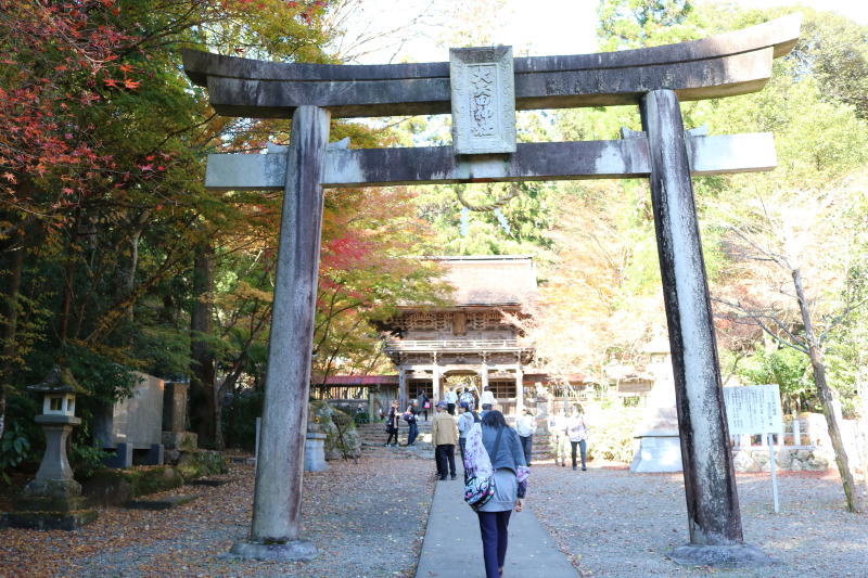 もみじ 接木苗 3本セット｜秋華・竜松院・大勇｜計3
