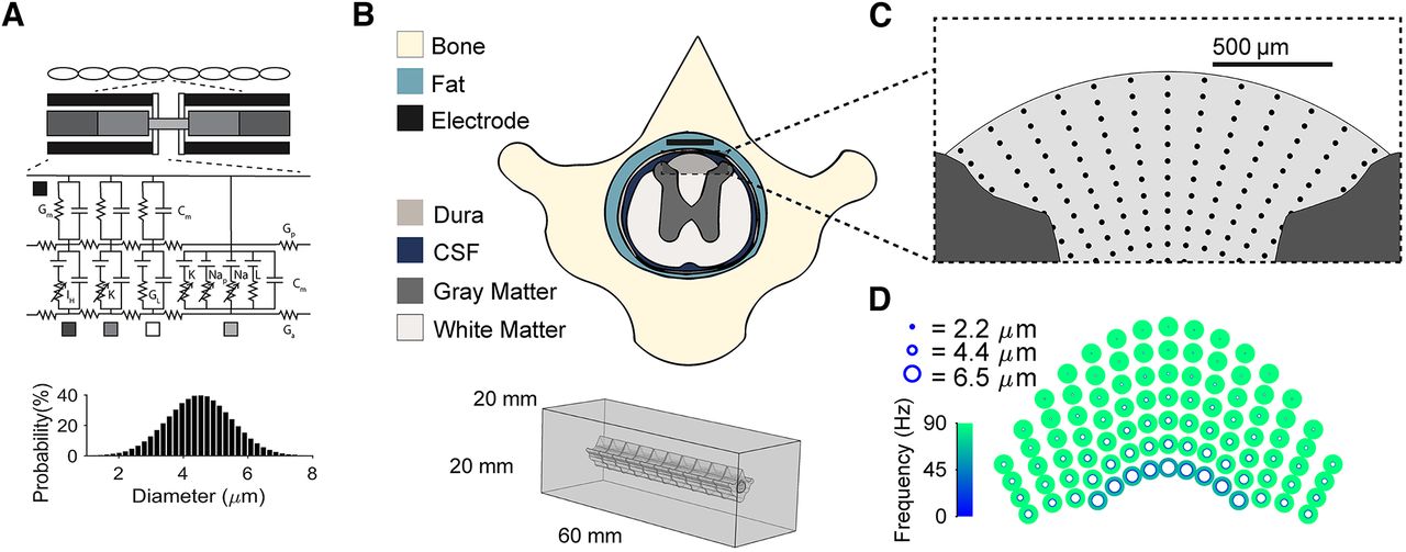 Surround Inhibition Mediates Pain Relief by Low Amplitude Spinal