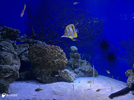 チンアナゴたちがよく見えます！ | えのすいトリーター日誌 | 新江ノ島