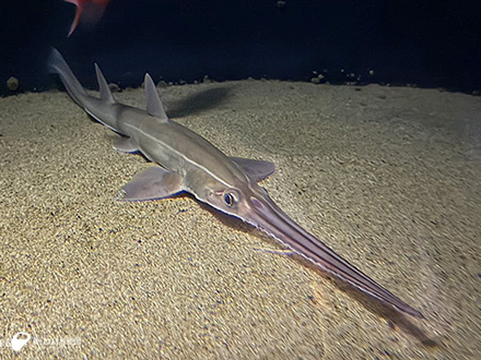 長く平たい剣状の吻をもつ「ノコギリザメ」展示飼育開始 | 新しい