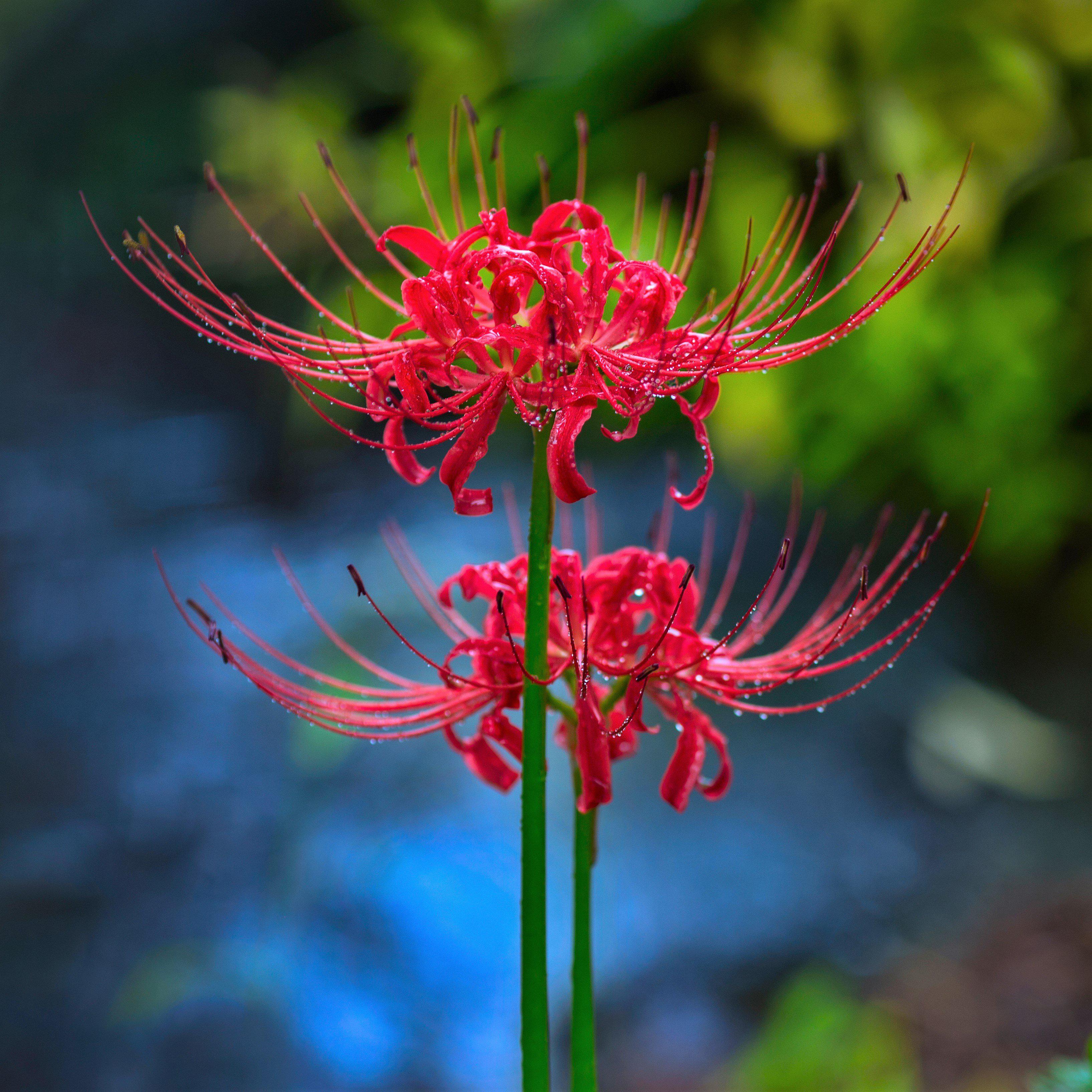 Color Mix Spider Lily Bulbs For Sale Online | Mystery Collection