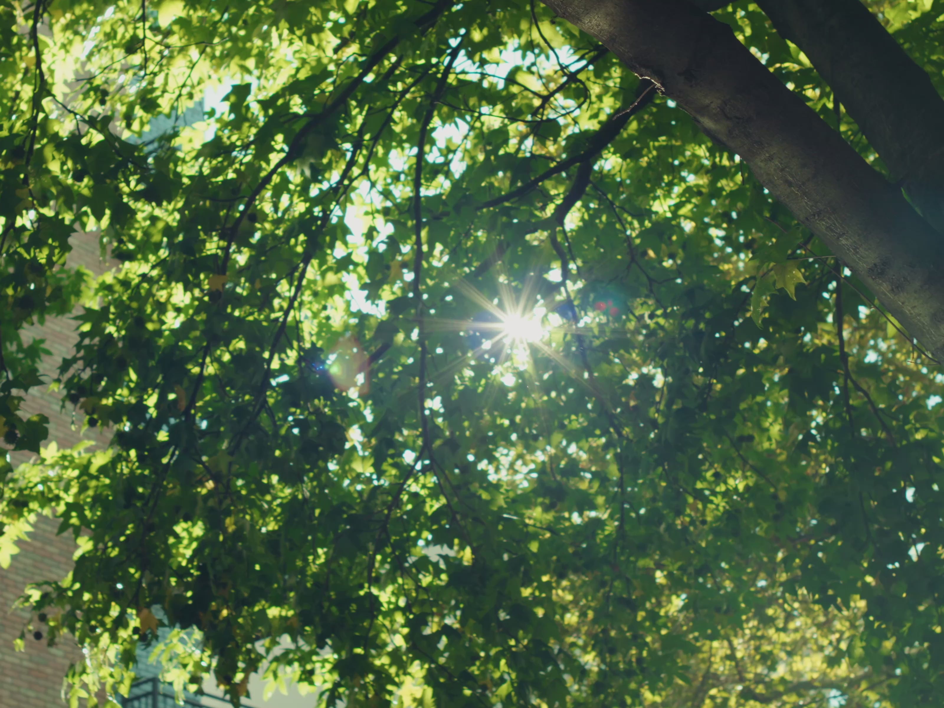 The Japanese Baseball Collection – Ebbets Field