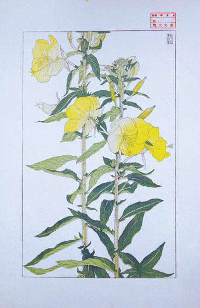 非水百花譜 - えびな書店オンラインギャラリー