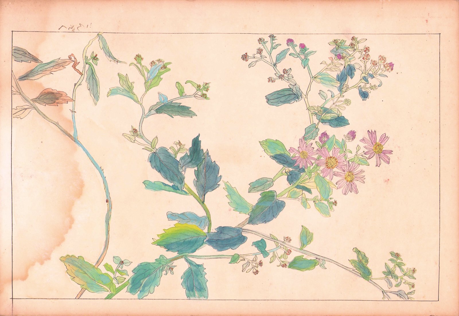 百花譜 「非水百花譜」の写し - えびな書店オンラインギャラリー