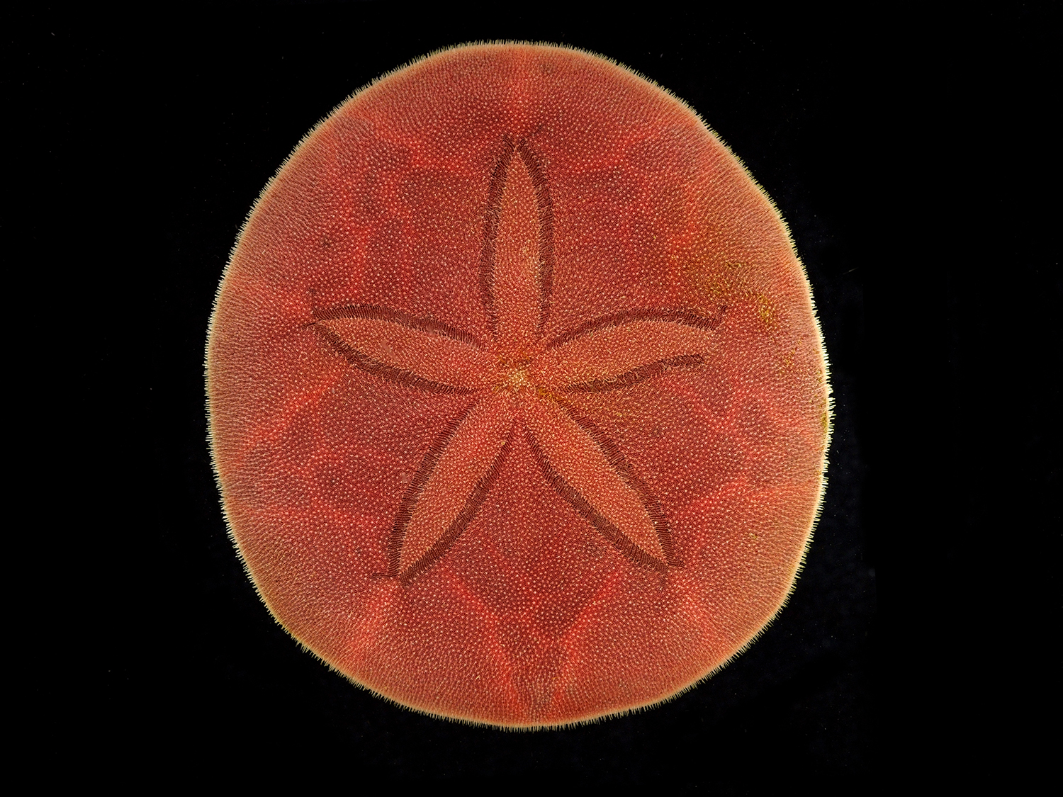 ヨツアナカシパン