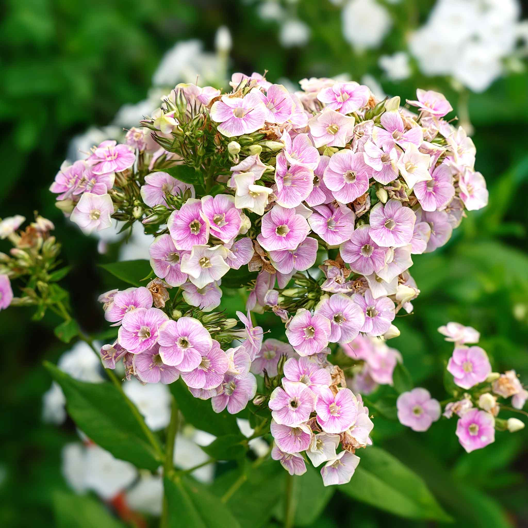 Phlox Roots - Sherbet Blend | Spring Flower Bulbs | Eden Brothers