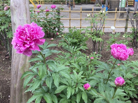 12号帆布 広形（ひろなり）もんぺ／芍薬（しゃくやく） 12号帆布 広形