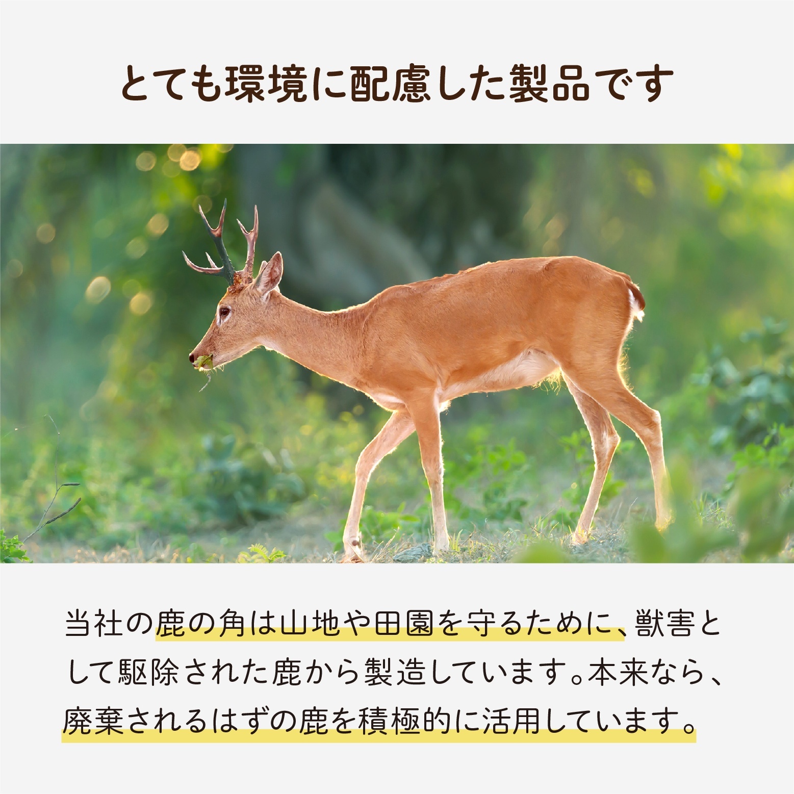 天然鹿の角 - 永平寺ジビエ