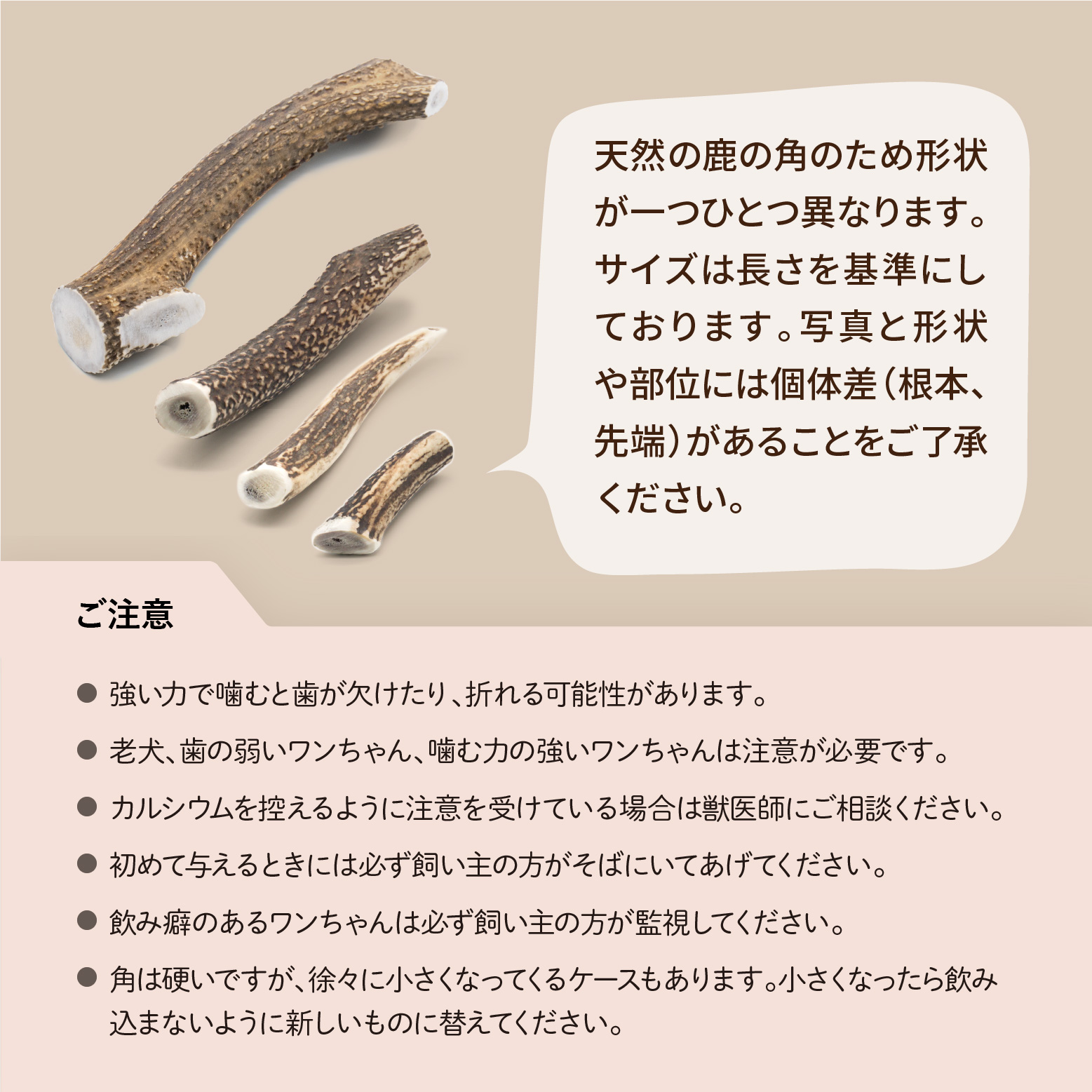 天然鹿の角 - 永平寺ジビエ