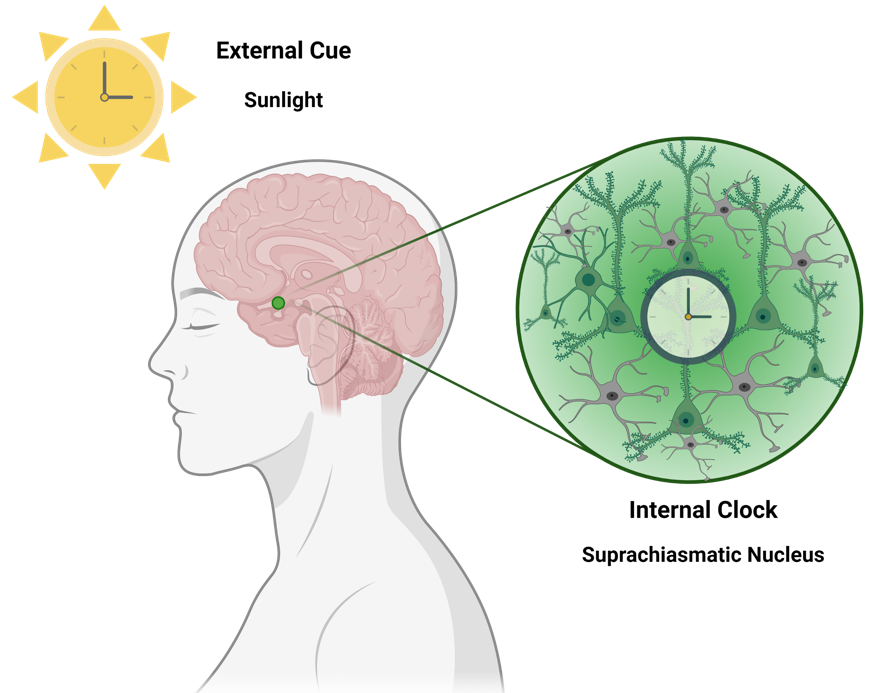 Adjusting the brain's clocks - Epilepsy in English