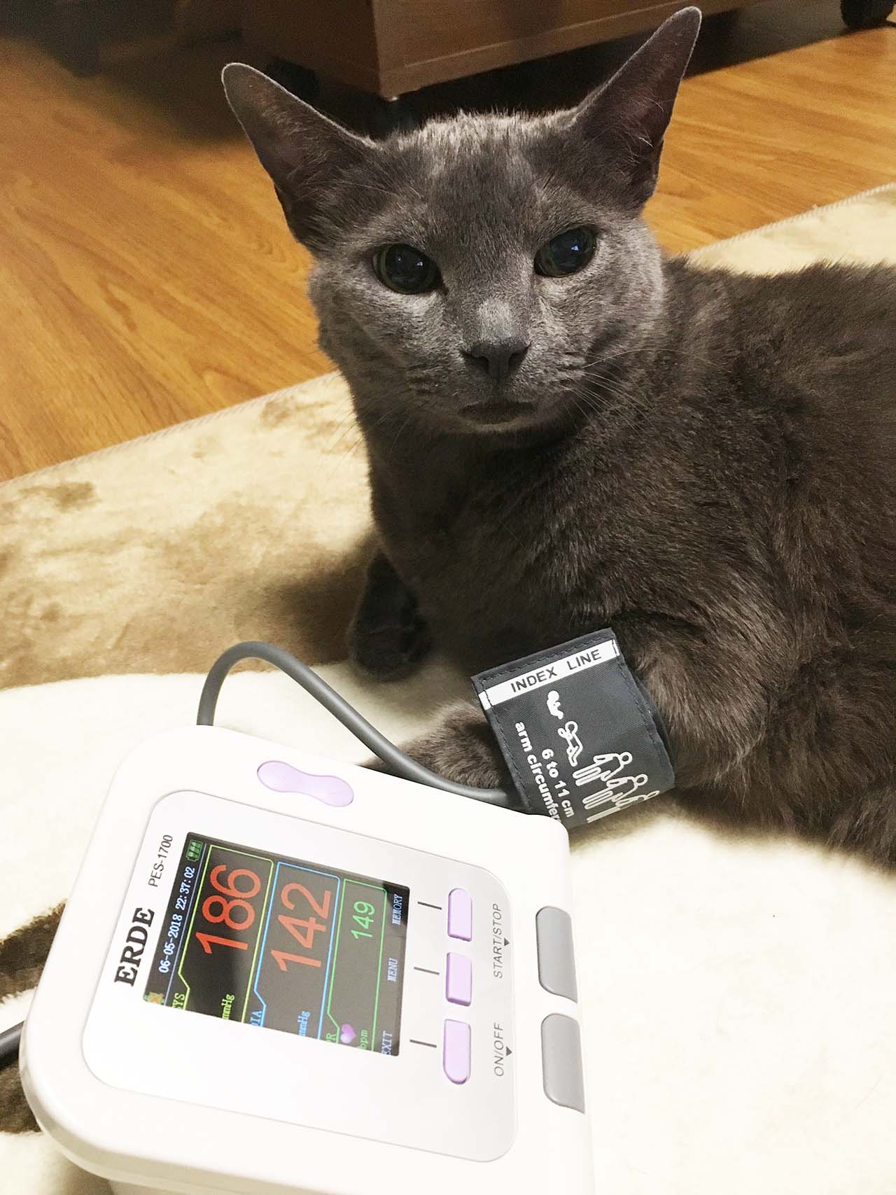 エルデ ペットの血圧計 / TOPページ