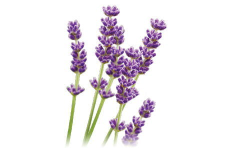 ベータジンセン AO トーナー｜商品情報｜株式会社エリナ