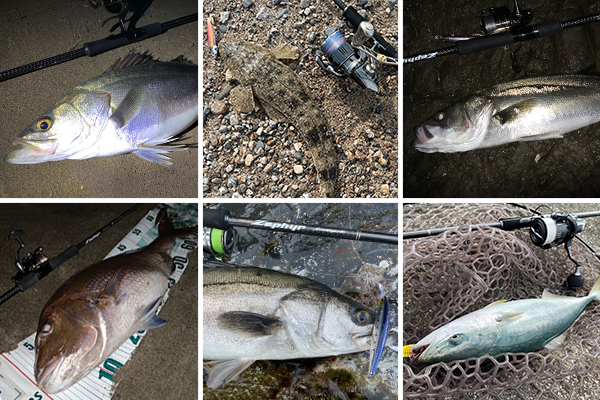 EVERGREEN（エバーグリーン インターナショナル） - ZAGS-103M/H