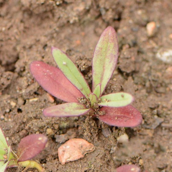 Deep Carmine Pink Baby's Breath Seeds | Everwilde Farms
