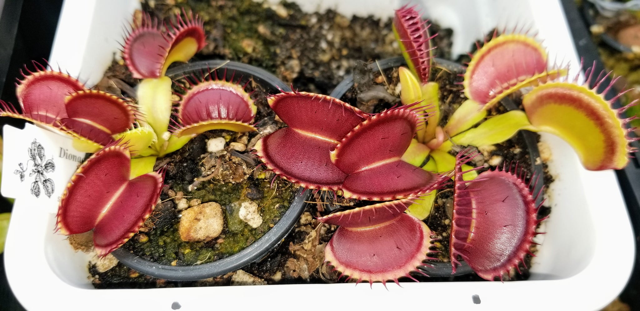 Dionaea 'B52' – Evo Carnivorous Plant Labs