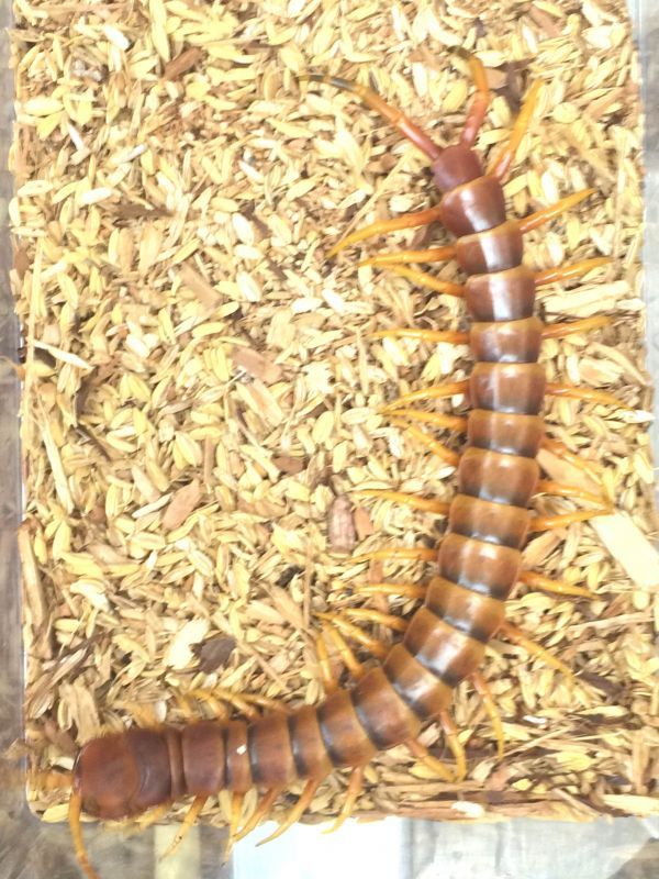 ペルビアンジャイアントオオムカデ 販売 大阪 エキゾチックサプライ