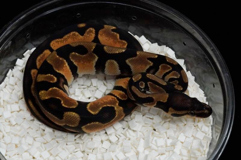 ボールパイソン オレンジドリームhetパイ ♀ 販売 エキゾチック
