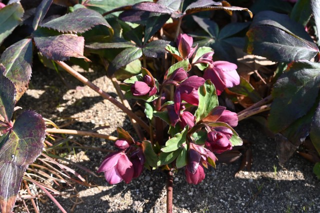 クリスマスローズ | 万博記念公園