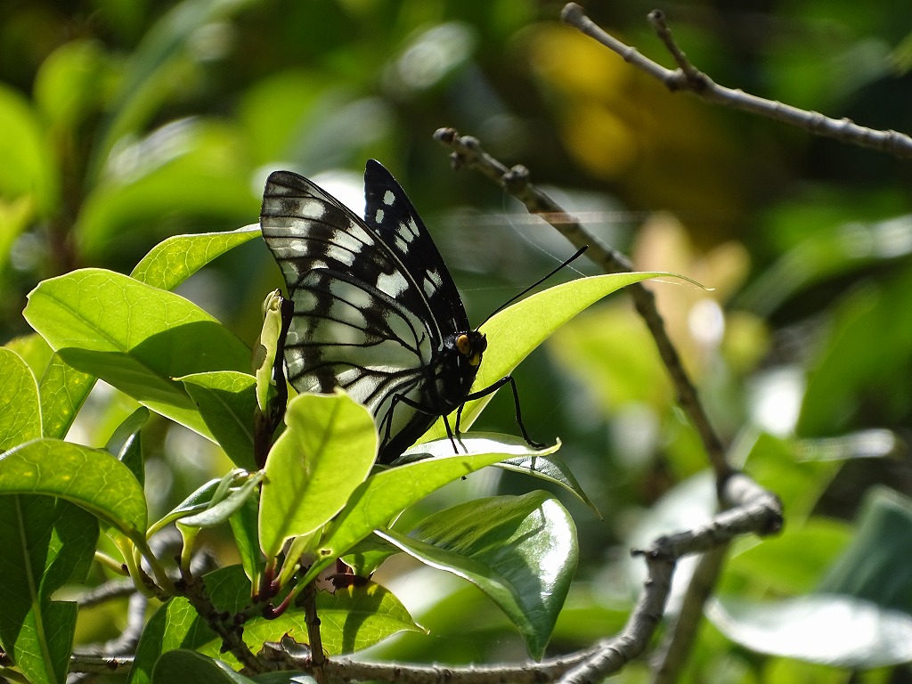 ゴマダラチョウ（胡麻斑蝶） - ［公式］水前寺江津湖公園｜熊本市の