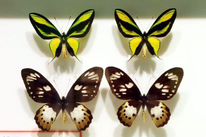 昆虫シリーズ73 世界の昆虫② 世界のチョウその2 | あきた森づくり活動