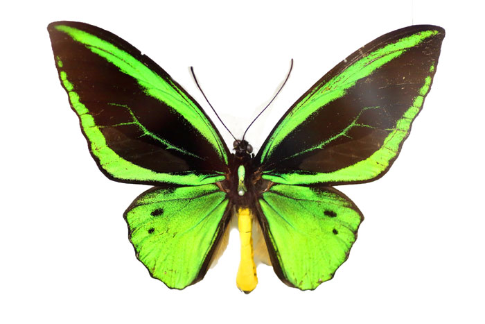 昆虫シリーズ73 世界の昆虫② 世界のチョウその2 | あきた森づくり活動