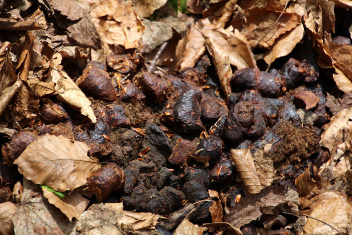 ツキノワグマの生態と対策 | あきた森づくり活動サポートセンター