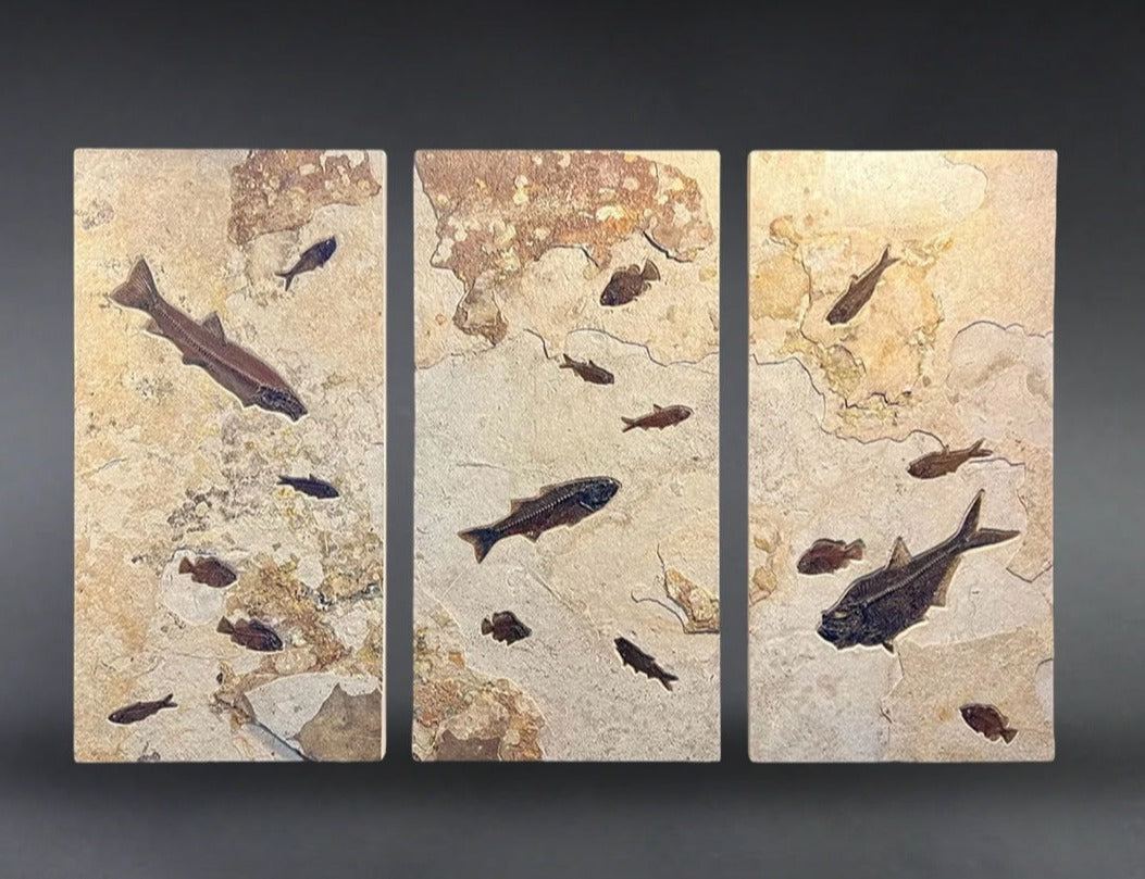 Fossil Green River Fish Mural - Triptych - 75 x 49 inches – Fossil