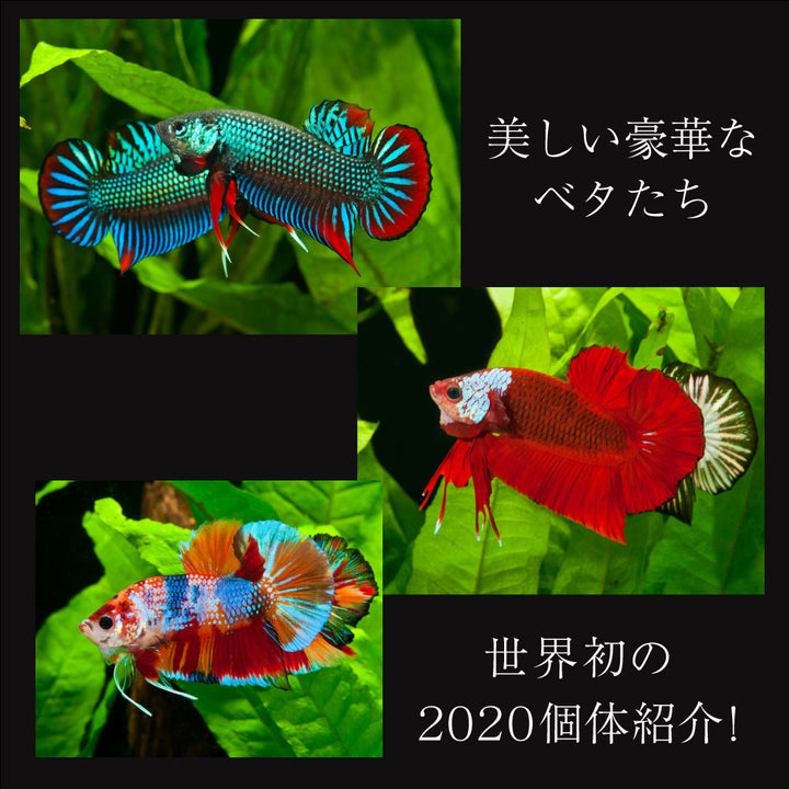 さかなクンがこれはすギョいと大絶賛 豪華 ベタ 写真集 「Betta 2020