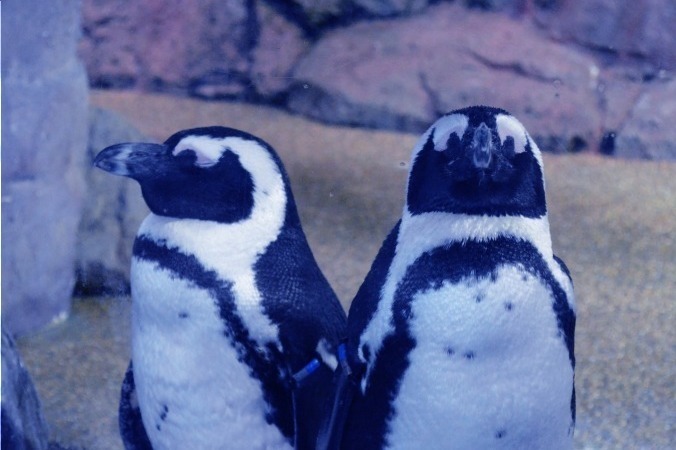京都水族館「冬の夜のすいぞくかん」活発に動くオオサンショウウオ