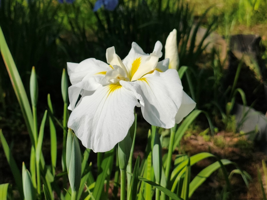 涼暮月のはじまり♪ | 開花情報 | 神奈川県立大船フラワーセンター