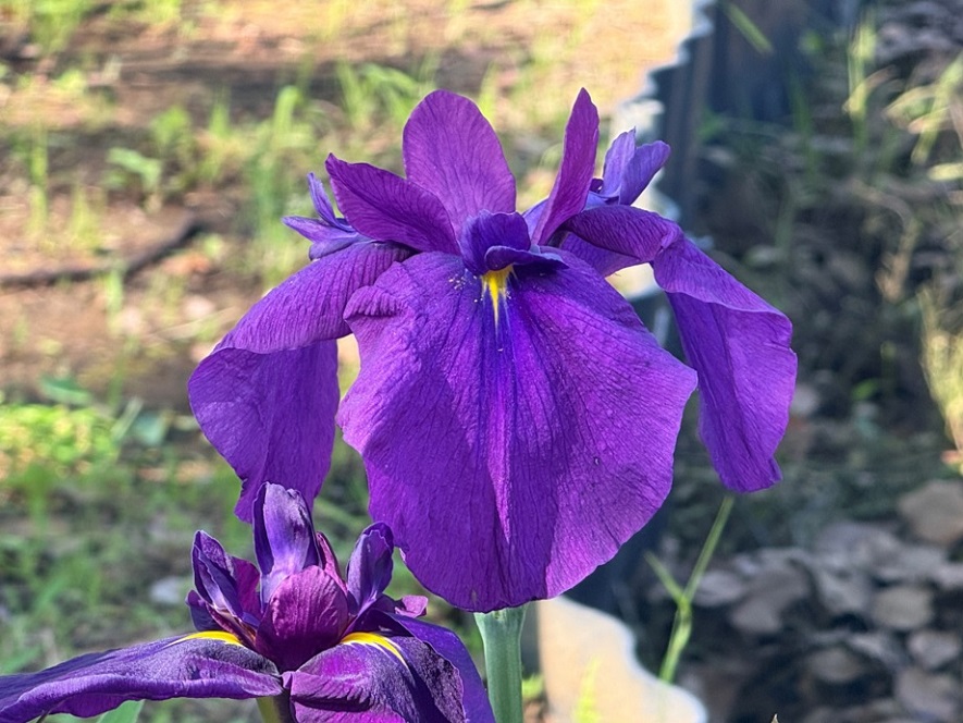 涼暮月のはじまり♪ | 開花情報 | 神奈川県立大船フラワーセンター