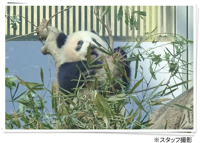 ずっと大好き！上野動物園のパンダたち｜YOU+MORE!｜フェリシモ