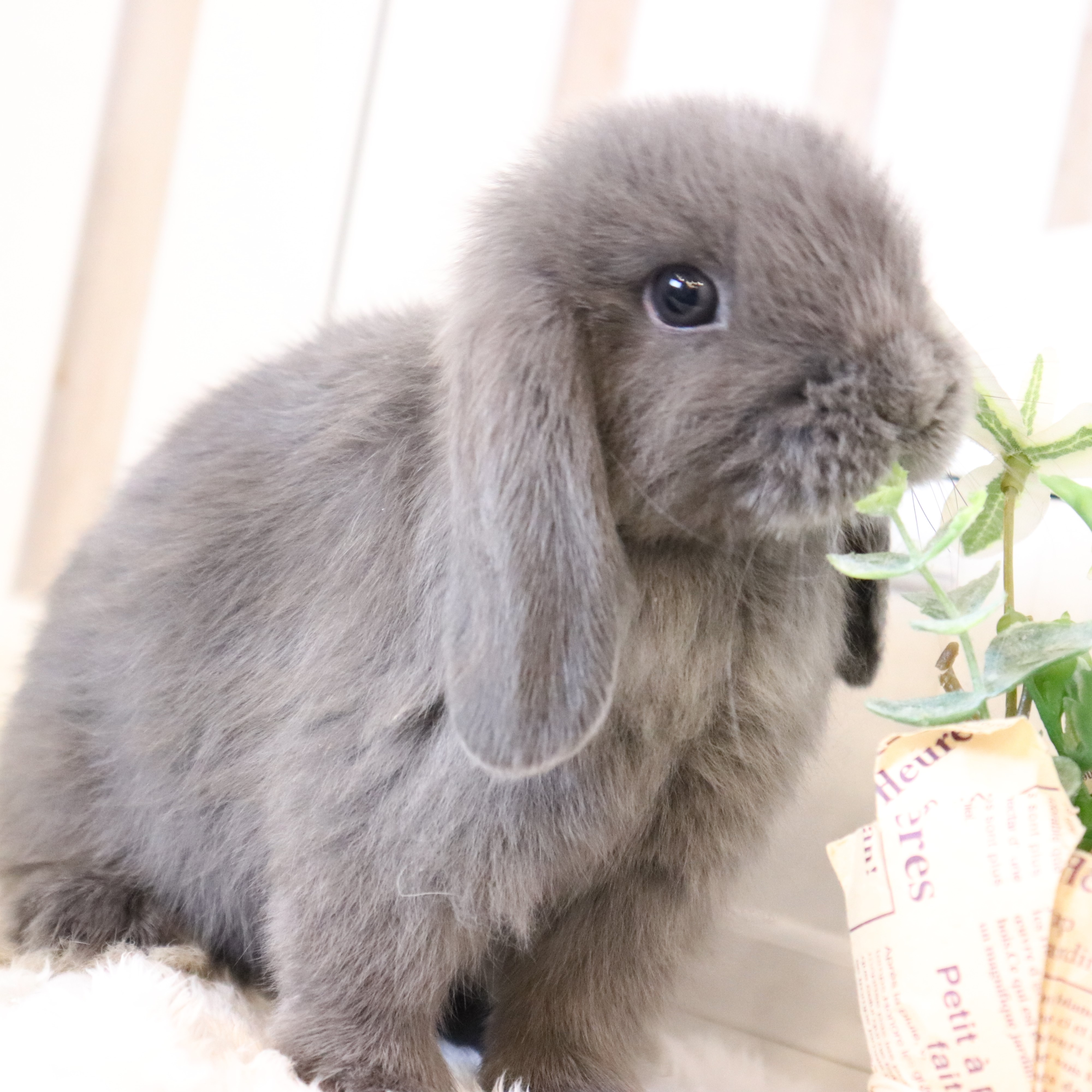 げっ歯類・ウサギ・フェレットのX線アトラス ウサギの不正咬合X線診断