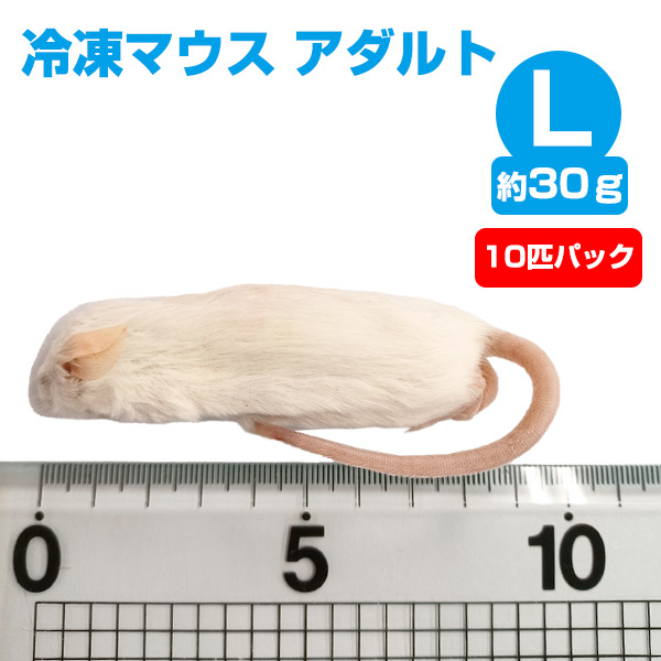 冷凍】 冷凍マウス アダルトLサイズ（約30g）10匹パック（T2