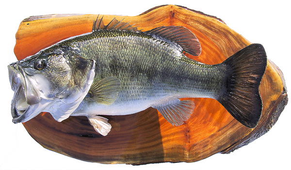 ブラックバス剥製【魚類剥製工房フィッシュクラフトマツモト】