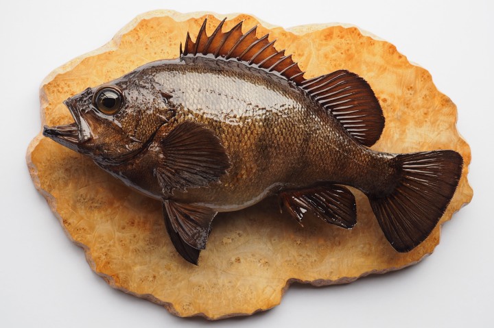 剥製価格表】 魚類剥製 フィッシュクラフト マツモト