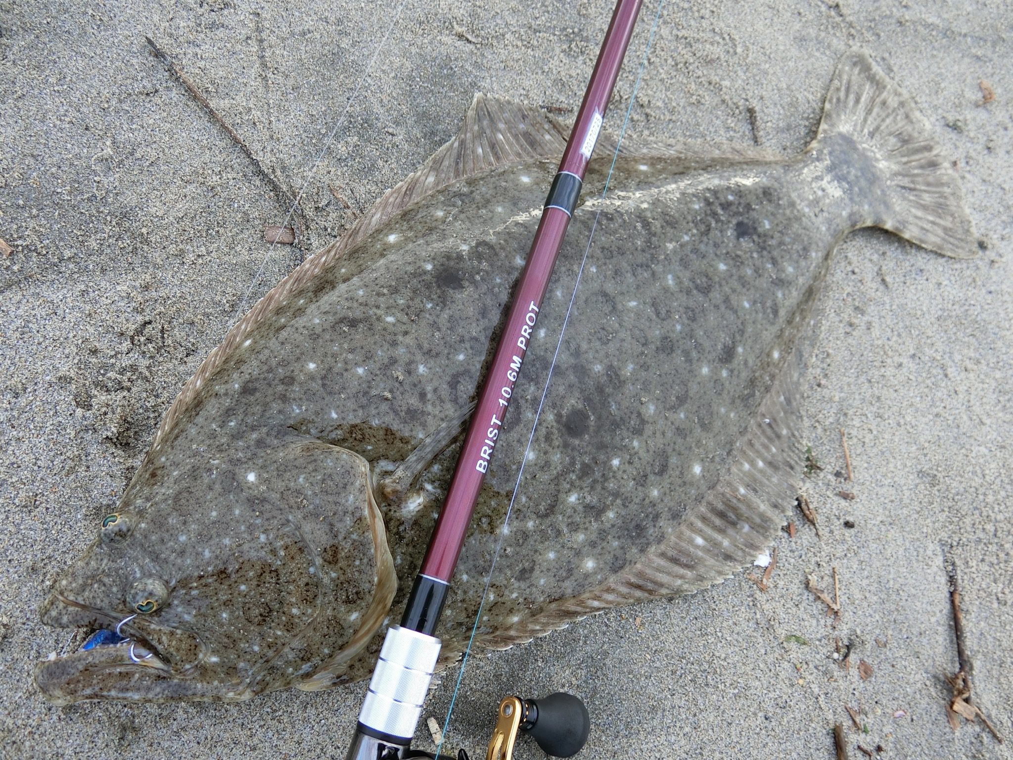 BRIST MARINO 10.6MH、サーフのフラットフィッシュへの適応性について