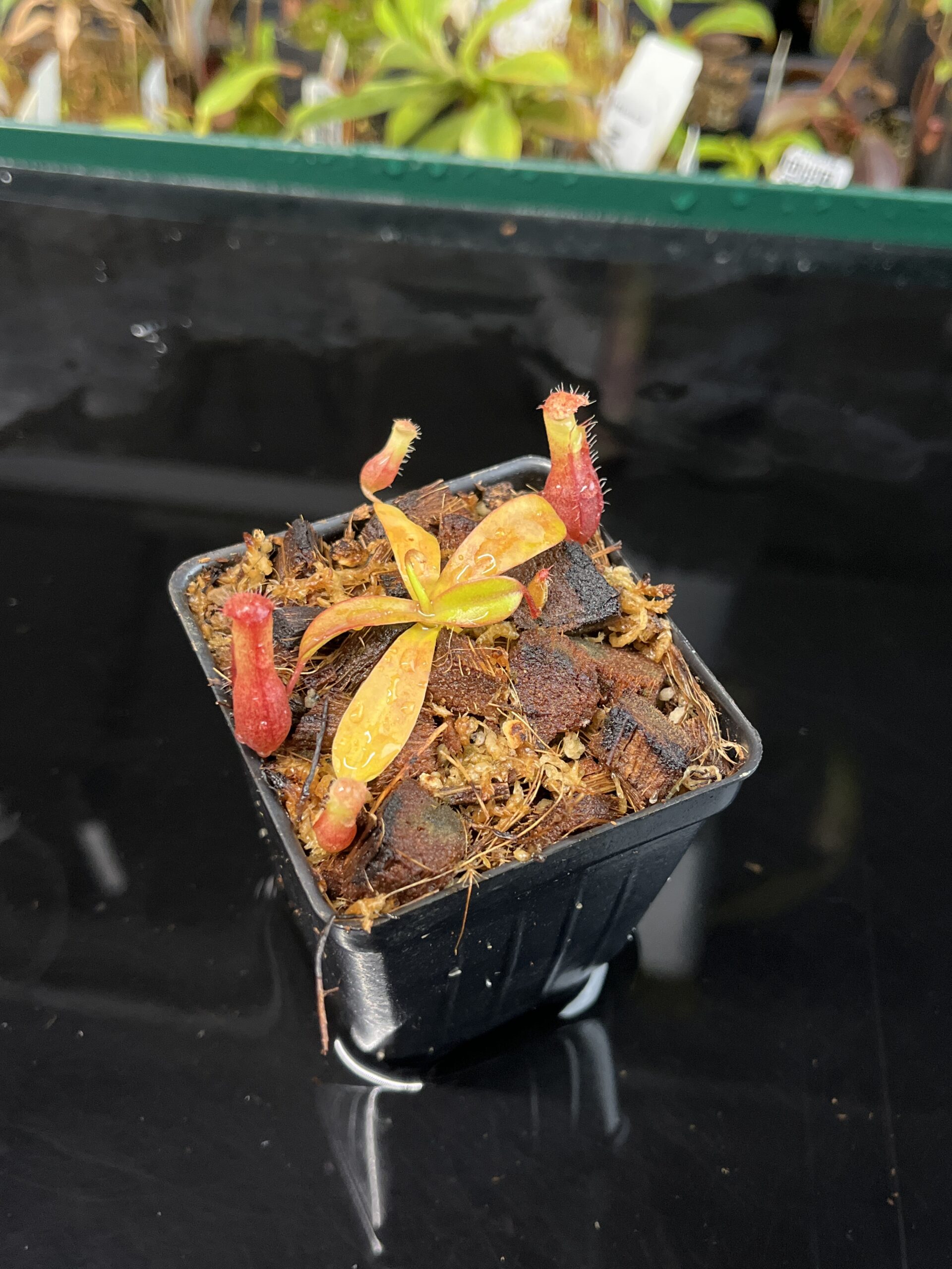 Nepenthes villosa x ventricosa | JH | Florae | Jeremiah Harris