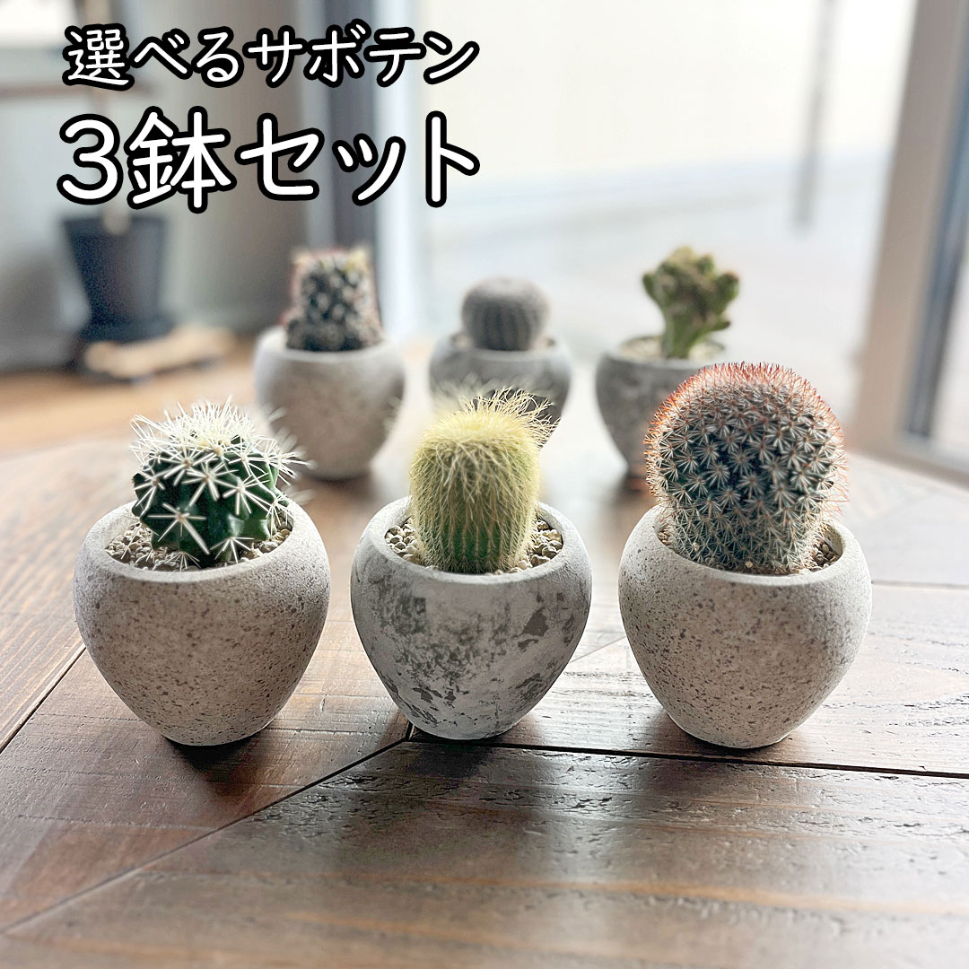 観葉植物の販売・ギフトならフラワーコーポレーション / サボテン 陶器