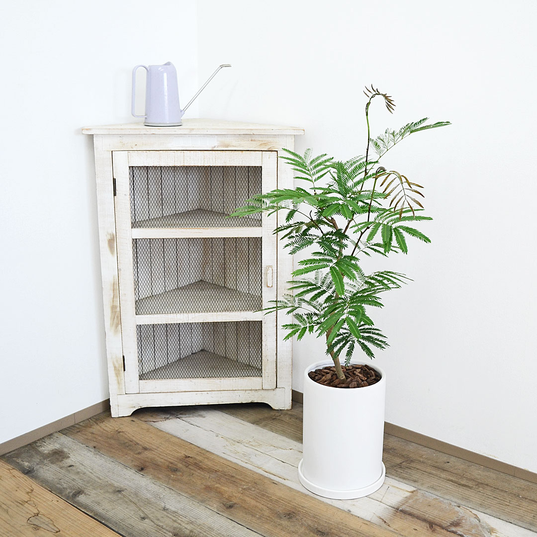 観葉植物の販売・ギフトならフラワーコーポレーション / 観葉植物