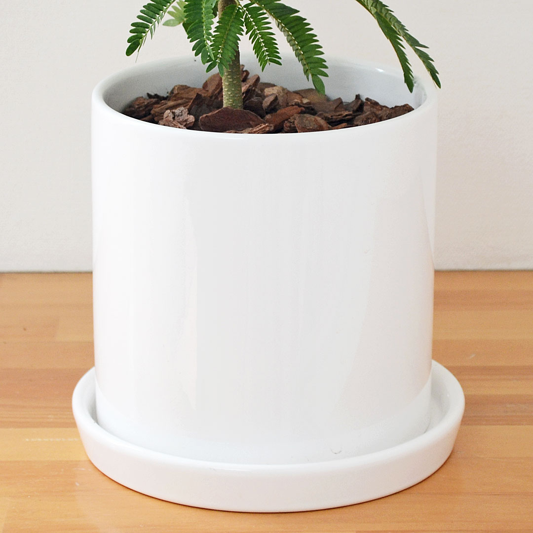 観葉植物の販売・ギフトならフラワーコーポレーション / 観葉植物