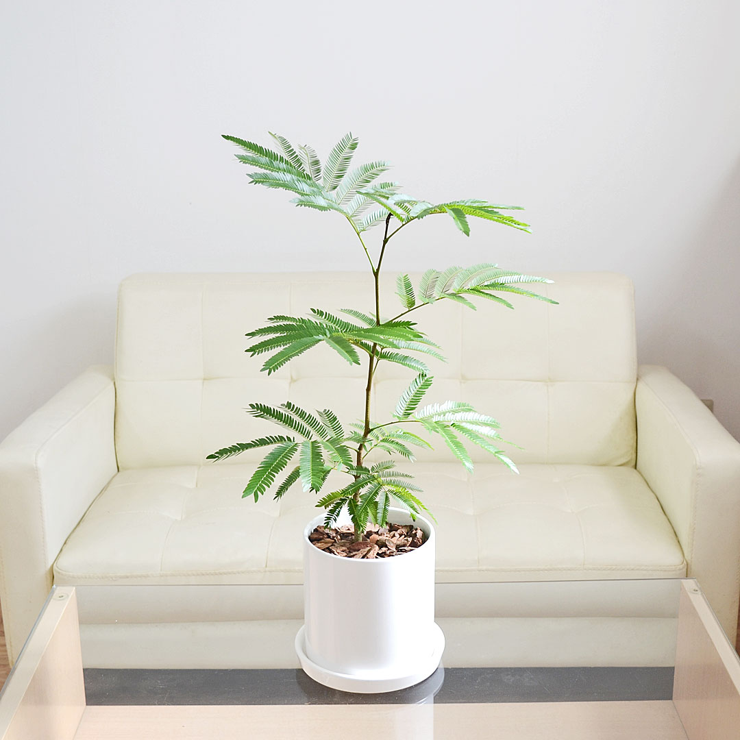 観葉植物の販売・ギフトならフラワーコーポレーション / 観葉植物