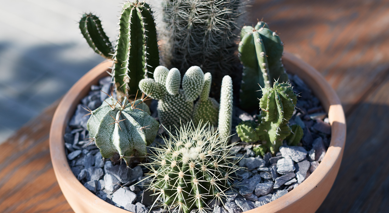サボテンをかっこよく見せる植木鉢、サボテンの花を咲かせるコツとは