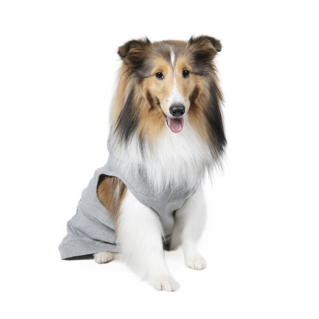 Shetland Sheepdog | meetup | フリーステッチ free stitch
