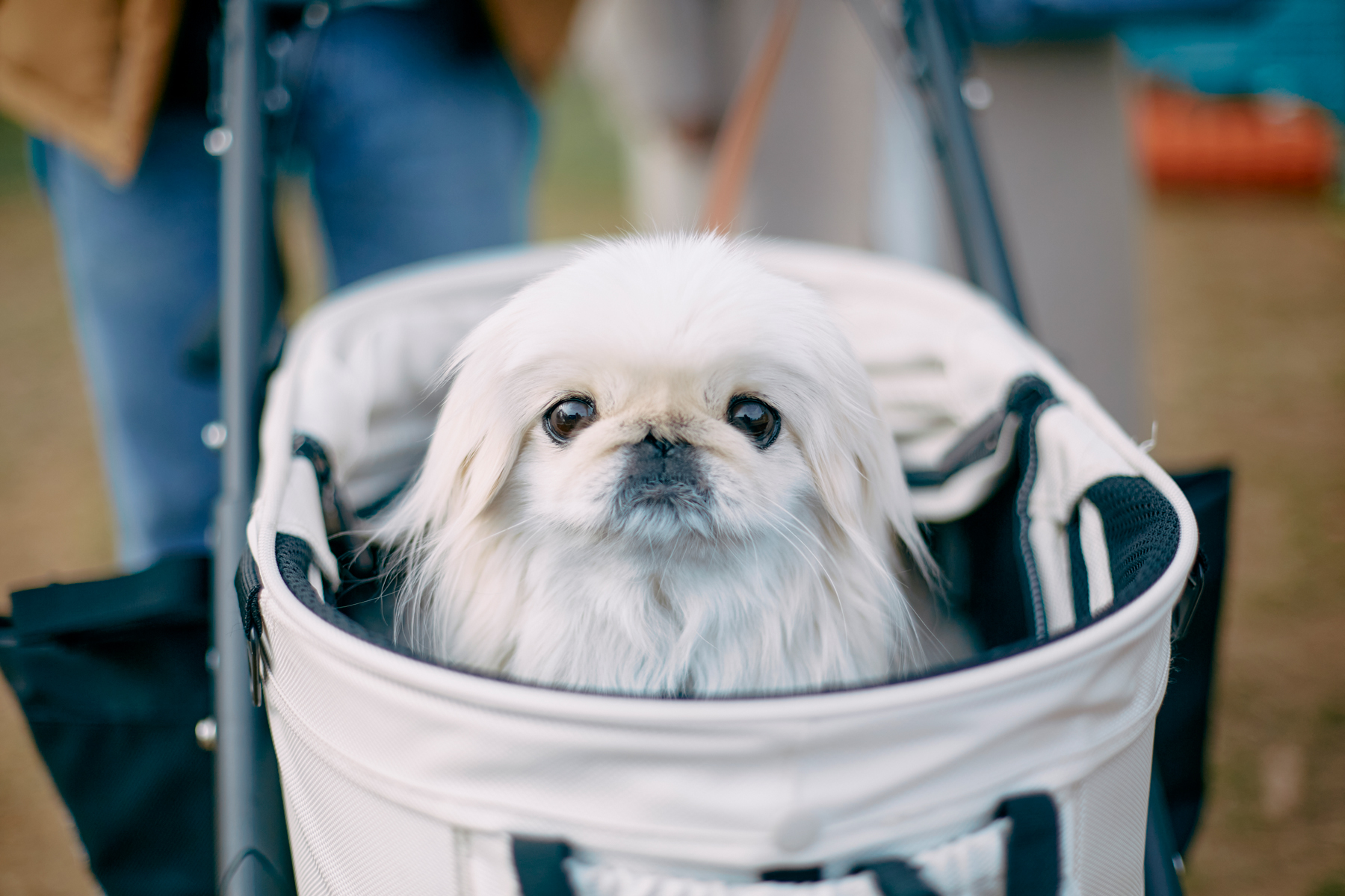 Pekingese MEET UP 2024 | meetup | フリーステッチ free stitch