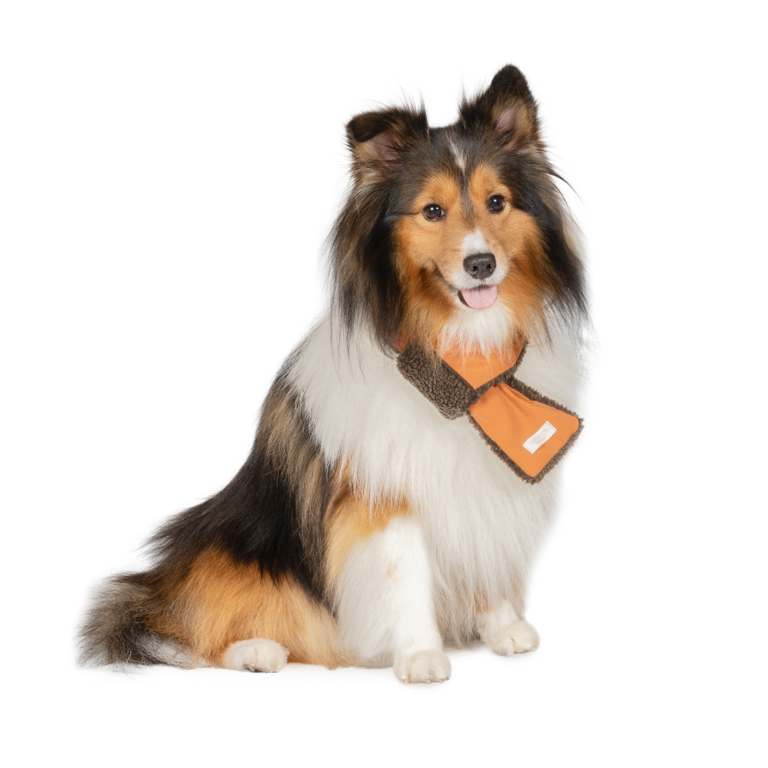 Shetland Sheepdog MEET UP 2025 | meetup | フリーステッチ free stitch