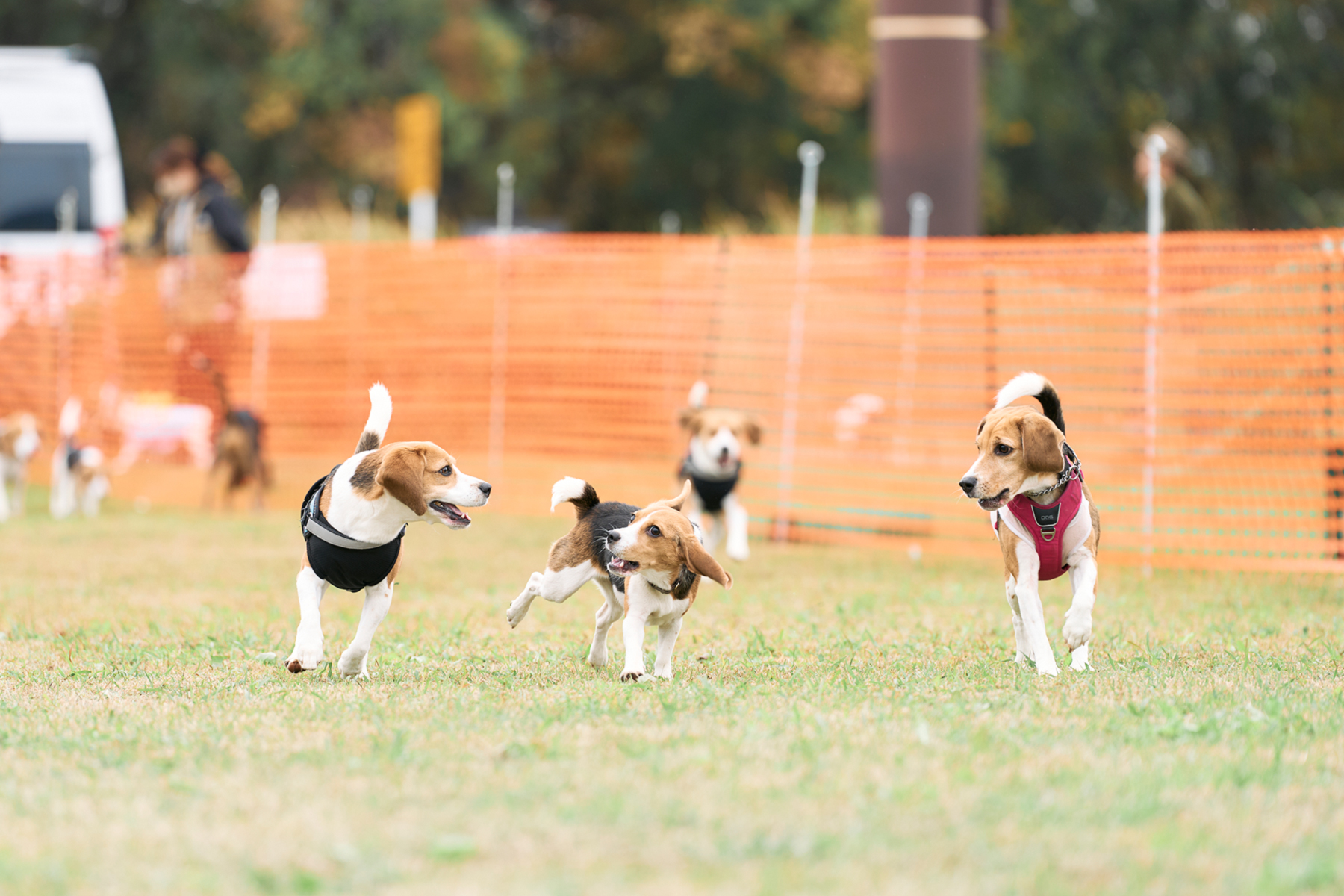 ドッグラン(Beagle) | BLOG | フリーステッチ free stitch