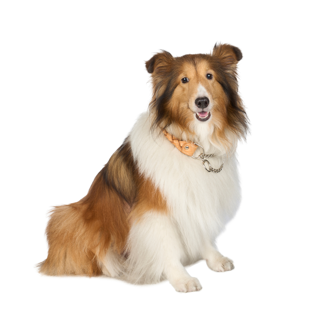 Shetland Sheepdog | meetup | フリーステッチ free stitch