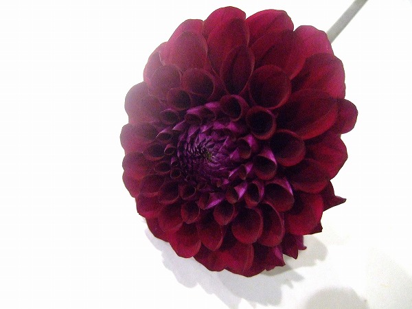 ダリア｜フラワーカタログ｜フレネットHIBIYA