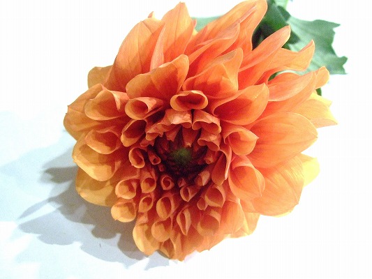 ダリア｜フラワーカタログ｜フレネットHIBIYA